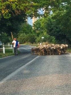 Italian Sheep on a rural road in Abruzzo